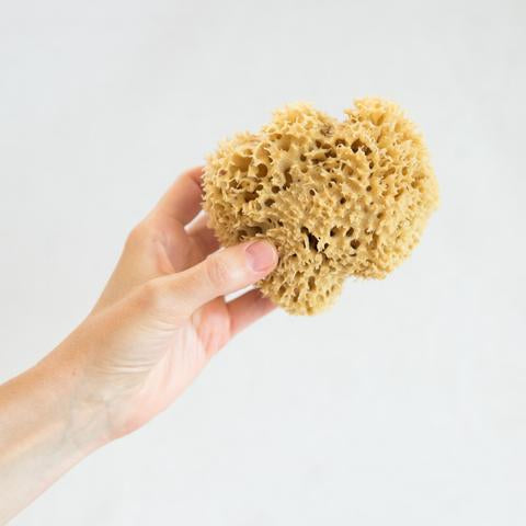 Aegean Sponge Company, Wholesale Sea Sponges, Natural Sponges