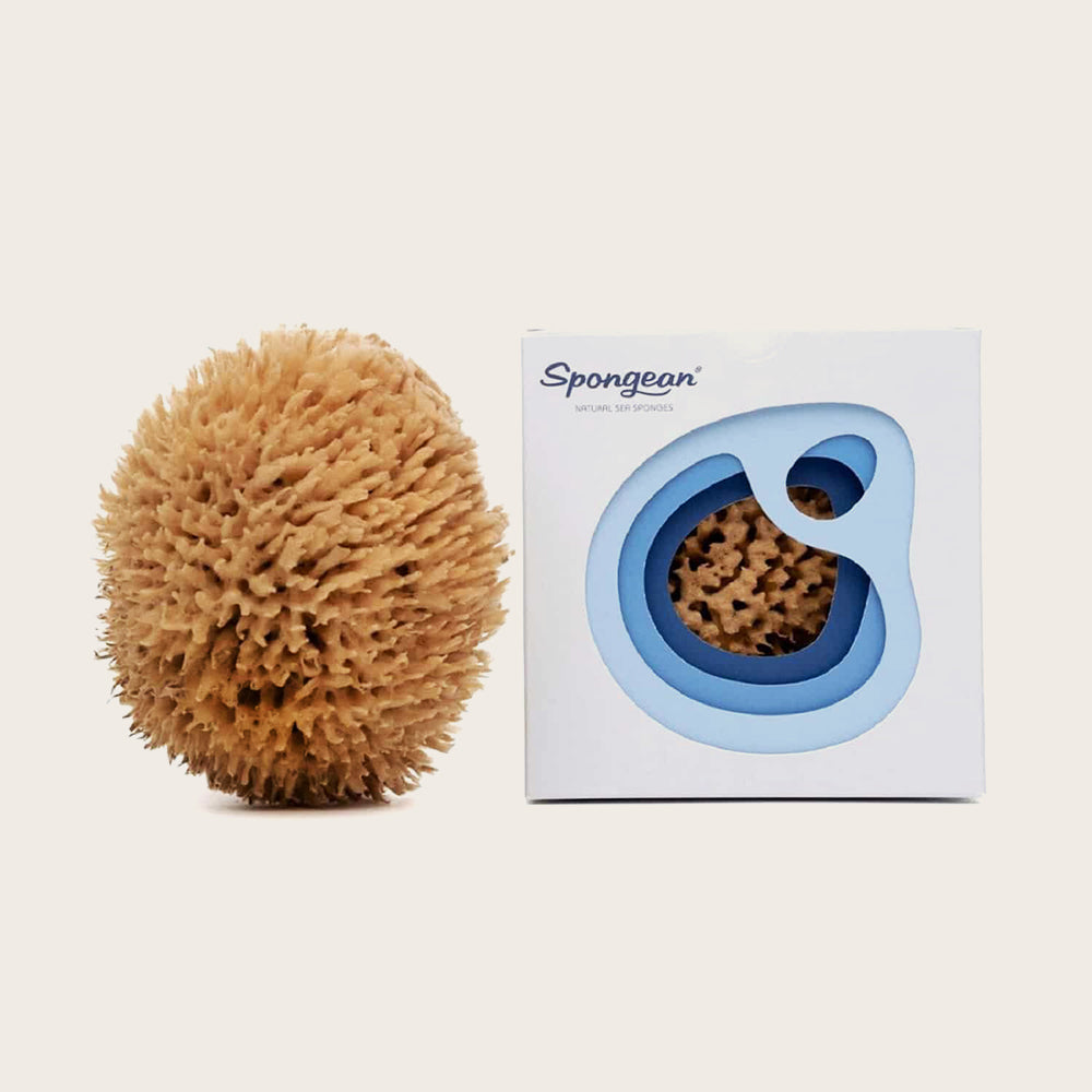 Spongean Honeycomb sea Sponge (in 3D gift box)